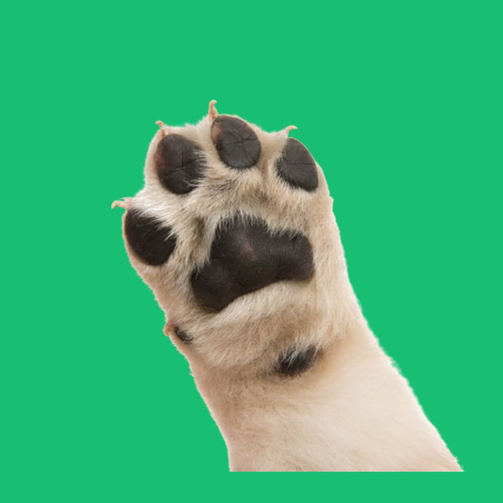 epicpaws-paws-up